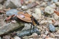 Dendroxena quadrimaculata