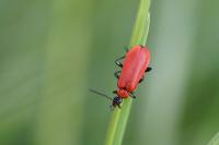 Pyrochroa coccinea