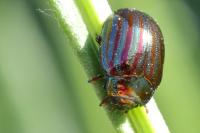 Chrysolina americana