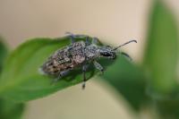 Rhagium inquisitor