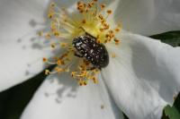 Oxythyrea funesta