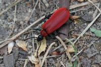 Pyrochroa coccinea