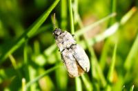 Agrypnus murinus