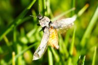 Agrypnus murinus