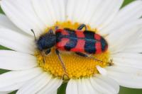 Trichodes alvearius