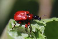 Apoderus coryli