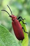 Pyrochroa serraticornis