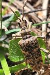 Rhagium sycophanta