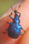 Byctiscus betulae