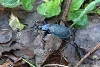 Carabus intricatus
