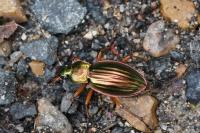 Carabus auratus