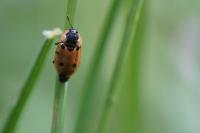 Dendroxena quadrimaculata