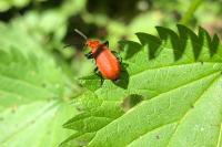 Pyrochroa serraticornis