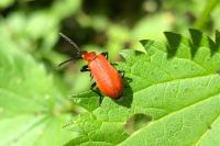 Pyrochroa serraticornis