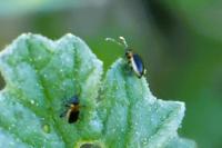 Longitarsus dorsalis