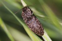 Agrypnus murinus
