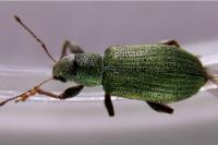 Pachyrhinus lethierryi