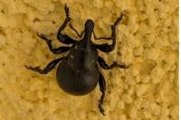 Liparus coronatus