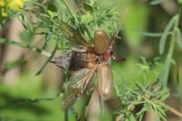 Melolontha hippocastani