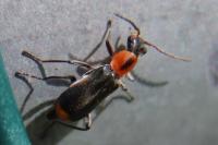 Attalus minimus