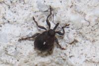Mononychus punctumalbum