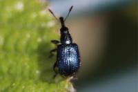 Neocoenorrhinus