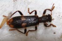 Opilo mollis