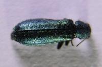 Psilothrix viridicoerulea