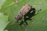 Polydrusus cervinus