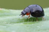 Parexochomus nigromaculatus