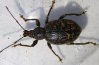 Otiorhynchus aurifer