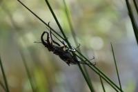 Lucanus cervus