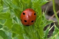 Coccinella septempunctata