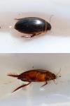 Graphoderus cinereus
