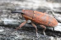 Lixus punctiventris