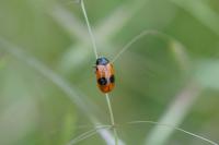 Clytra laeviuscula