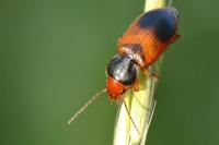 Diachromus germanus