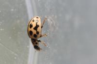 Tytthaspis sedecimpunctata