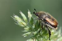 Anisoplia villosa
