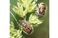 Anisoplia villosa