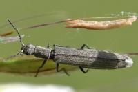 Dolichosoma