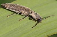 Synaptus filiformis