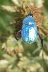 Hoplia coerulea
