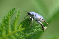 Hoplia coerulea