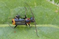 Axinotarsus pulicarius