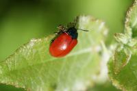 Chrysomela populi