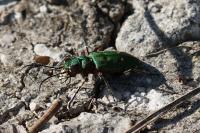 Cicindela campestris