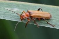 Cantharis livida