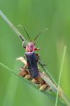 Cantharis rustica