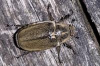 Anoxia villosa